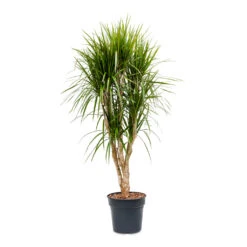 Dracaena Marginata Red Edged - Branched 29 Dracaena Marginata Red Edged - Branched -Plant Promotion Store Dracaena marginata Red Edged Branched 30x160cm