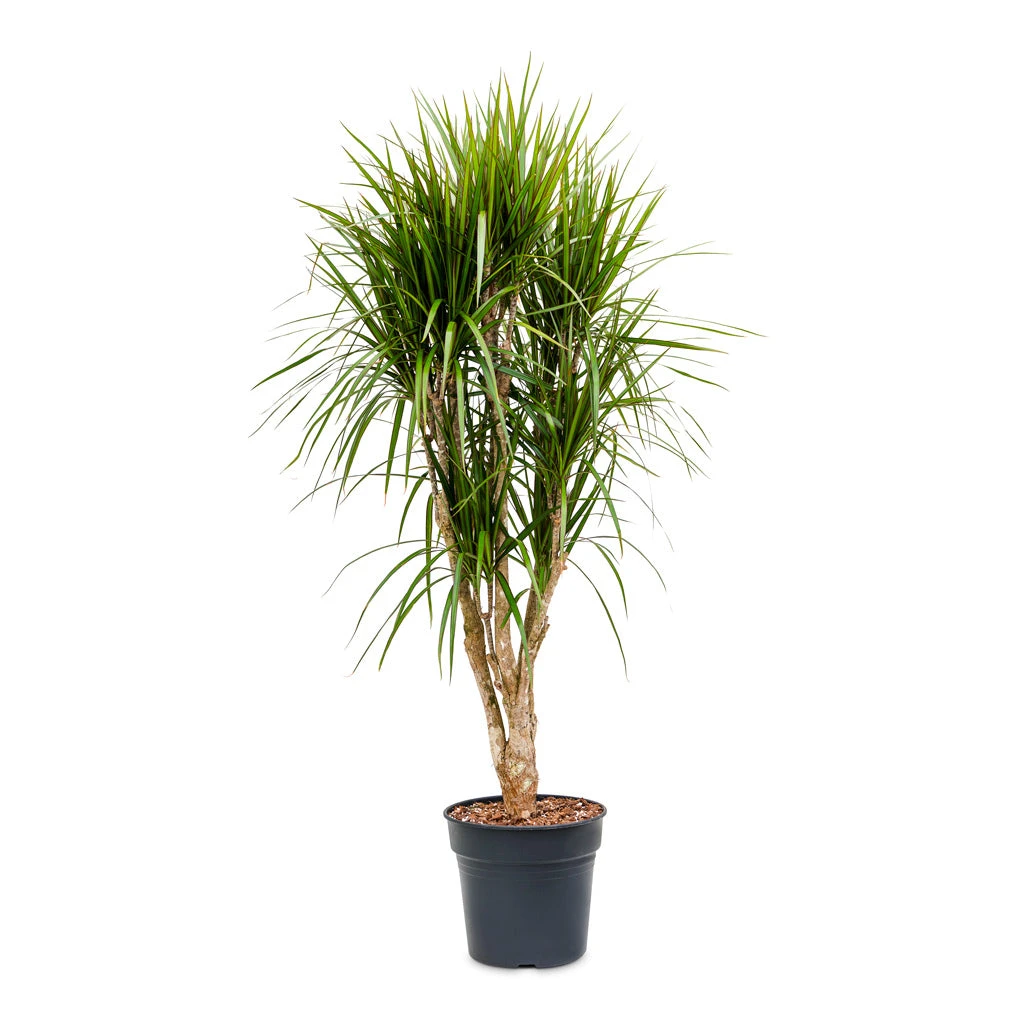 Dracaena Marginata Red Edged - Branched 15 Dracaena Marginata Red Edged - Branched - Image 13