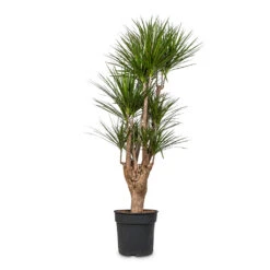 Dracaena Marginata Red Edged - Branched 30 Dracaena Marginata Red Edged - Branched -Plant Promotion Store Dracaena marginata Red Edged Branched 34x190cm 2