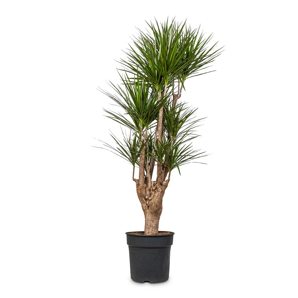Dracaena Marginata Red Edged - Branched 16 Dracaena Marginata Red Edged - Branched - Image 14