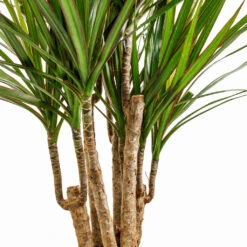 Dracaena Marginata Red Edged - Branched 25 Dracaena Marginata Red Edged - Branched -Plant Promotion Store Dracaena marginata Red Edged Branched DETAIL