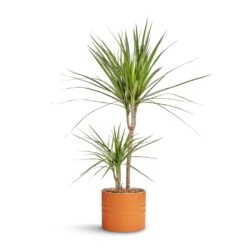 Dracaena Marginata Red Edged - Multi Stem -Plant Promotion Store Dracaena marginata Red Edged Multi Stem 17x75cm Hadleigh Plant Pot Amber 20x17.5cm 8a54f908 e819 496b 9db4 0fc155fb3b23