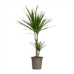 Dracaena Marginata Red Edged - Multi Stem -Plant Promotion Store Dracaena marginata Red Edged Multi Stem 17x85cm 2 stems
