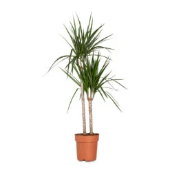 Dracaena Marginata Red Edged - Multi Stem -Plant Promotion Store Dracaena marginata Red Edged Multi Stem 19x100cm 2 stems