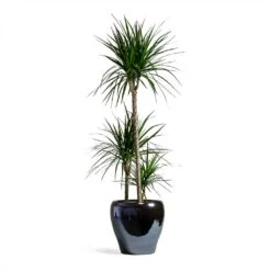 Dracaena Marginata Red Edged - Multi Stem -Plant Promotion Store Dracaena marginata Red Edged Multi Stem 24x110cm 3 stems Amora Plant Pot Anthracite Mirror 32x32cm eeee0176 a201 4681 936b a6b1d10176e7