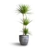 Dracaena Marginata Red Edged - Multi Stem 2 Dracaena Marginata Red Edged - Multi Stem -Plant Promotion Store Dracaena marginata Red Edged Multi Stem 24x140cm 3stems Cas Plant Pot Anthracite 36x32cm 2b07c25a a8ab 47d9 8819 cfc62b89720e