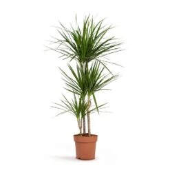 Dracaena Marginata Red Edged - Multi Stem -Plant Promotion Store Dracaena marginata Red Edged Multi Stem 24x140cm 3stems