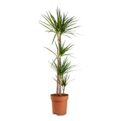 Dracaena Marginata Red Edged - Multi Stem -Plant Promotion Store Dracaena marginata Red Edged Multi Stem 27x140cm 4 stems