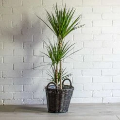 Dracaena Marginata Red Edged - Multi Stem -Plant Promotion Store Dracaena marginata Red Edged Multi Stem Nanna Wikr Plant Basket Dark Brown fd93717c 01a3 4521 92fc b3340824e986