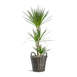 Dracaena Marginata Red Edged - Multi Stem -Plant Promotion Store Dracaena marginata Red Edged Multi Stem Nanna Wikr Plant Basket dark brown