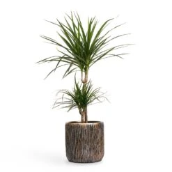 Luxe Lite Waterfall Cylinder Planter - Bronze -Plant Promotion Store Dracaena marginata Red Edged MultiStem 17x85cm Plant Pot Luxe Lite Waterfall Cylinder Planter Bronze 23x22cm 036adfcf 4a35 4029 8d7c c418fd8adf8f