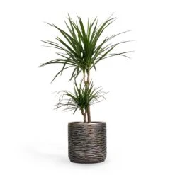 Luxe Lite Wrinkle Cylinder Planter - Bronze 25 Luxe Lite Wrinkle Cylinder Planter - Bronze -Plant Promotion Store Dracaena marginata Red Edged MultiStem 17x85cm Plant Pot Luxe Lite Wrinkle Cylinder Planter Bronze 23x22cm 6811c5a5 99e3 44f5 b5bf 3ffff18cb511