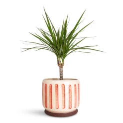 Stripe Plant Pot - Red 15 Stripe Plant Pot - Red -Plant Promotion Store Dracaena marginata Red Edged Single Stem 14x50cm Stripe Pot Red 18x16cm 1