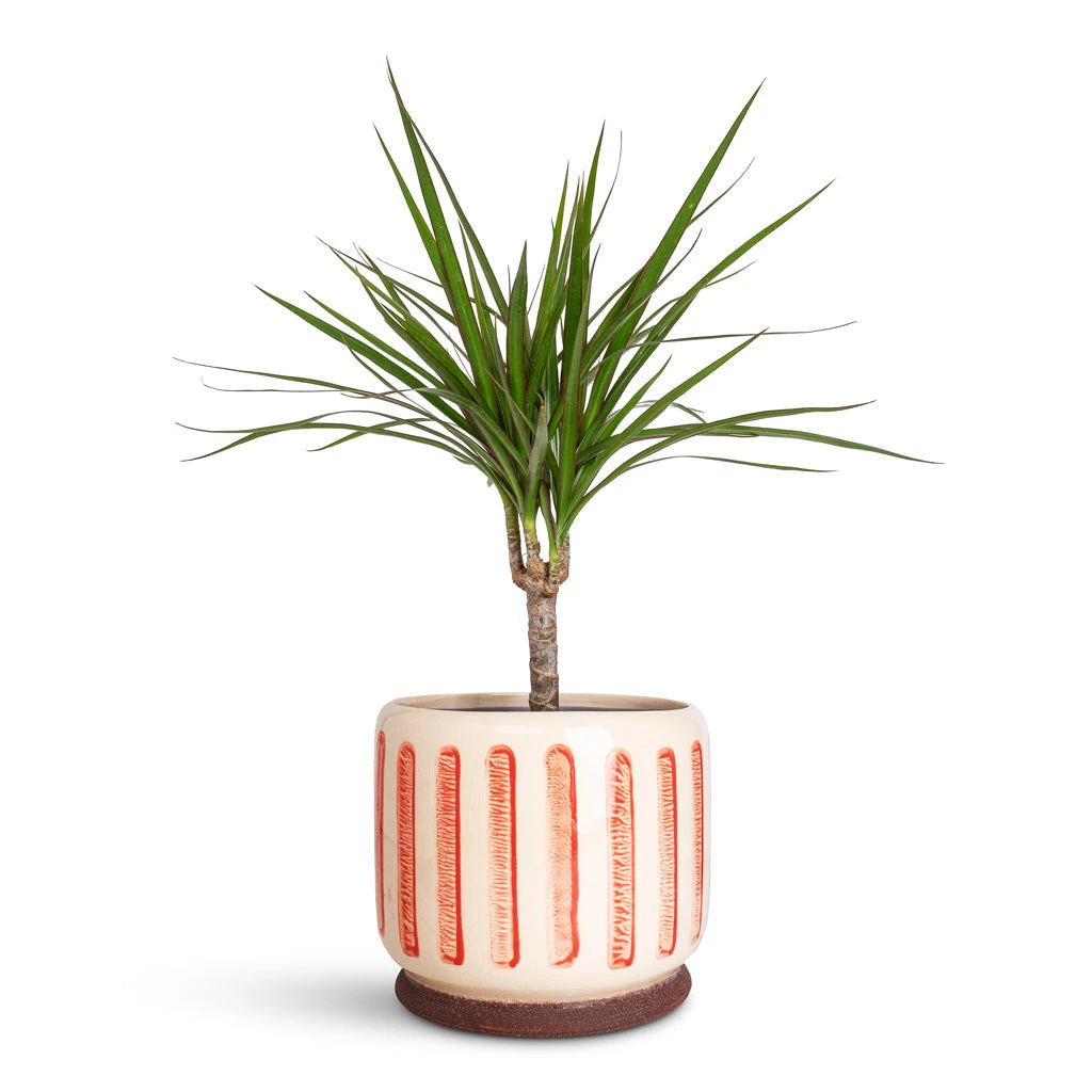 Stripe Plant Pot - Red 8 Stripe Plant Pot - Red - Image 6