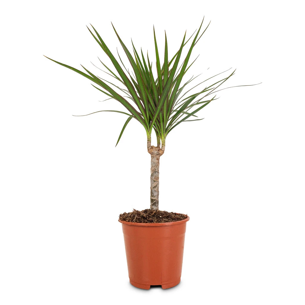 Dracaena Marginata Red Edged - Single Stem 4 Dracaena Marginata Red Edged - Single Stem - Image 2