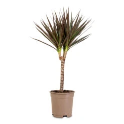 Dracaena Marginata Red Edged - Single Stem 11 Dracaena Marginata Red Edged - Single Stem -Plant Promotion Store Dracaena marginata Red Edged Single Stem 17x70cm