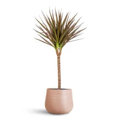 Celeste Plant Pot - Dusky Pink -Plant Promotion Store Dracaena marginata Red Edged Single Stem 17x70cm Celeste Pot Dusky Pink 21x17cm 1