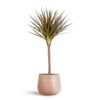 Dracaena Marginata Red Edged - Single Stem -Plant Promotion Store Dracaena marginata Red Edged Single Stem 17x70cm Celeste Pot Dusky Pink 21x17cm