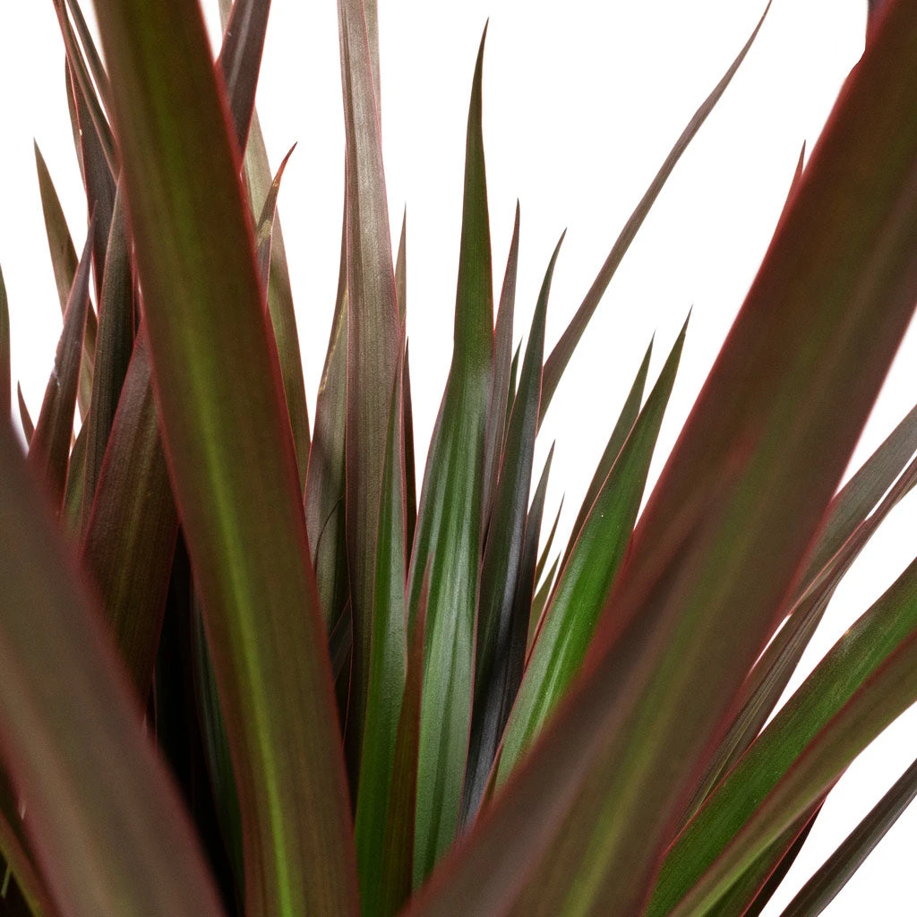 Dracaena Marginata Red Edged - Single Stem 6 Dracaena Marginata Red Edged - Single Stem - Image 4