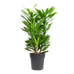 Dracaena Reflexa Song Of Jamaica -Plant Promotion Store Dracaena reflexa Song of Jamaica 19x80cm