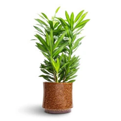 Nolan Plant Pot - Caramel 27 Nolan Plant Pot - Caramel -Plant Promotion Store Dracaena reflexa Song of Jamaica 19x80cm Nolan Plant Pot Caramel 23x21cm 2d17ca0c 7b37 4ef4 a73b a5448ec6baa3
