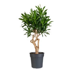 Dracaena Reflexa Song Of Jamaica -Plant Promotion Store Dracaena reflexa Song of Jamaica 27x90cm