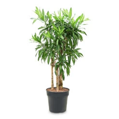 Dracaena Reflexa Song Of Jamaica -Plant Promotion Store Dracaena reflexa Song of Jamaica 30x100cm