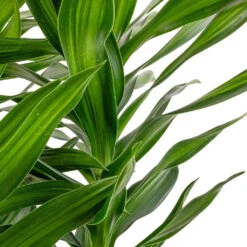 Dracaena Reflexa Song Of Jamaica -Plant Promotion Store Dracaena reflexa Song of Jamaica SWATCH 2