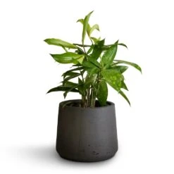 Patt Plant Pot - Black Washed -Plant Promotion Store Dracaena surculosa 12x40cm Patt Plant Pot Black Washed 17x14cm b71e6e31 f1c7 47e2 89e6 60d7c7340653