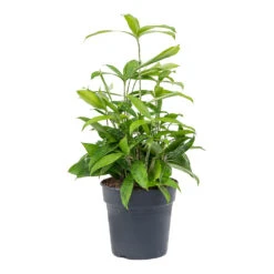 Dracaena Surculosa 12 Dracaena Surculosa -Plant Promotion Store Dracaena surculosa