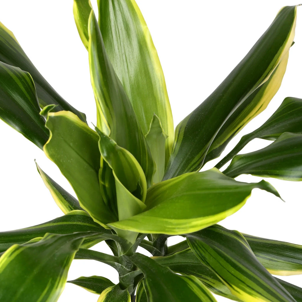 Dracaena Fragrans Golden Coast - Multi Stem 10 Dracaena Fragrans Golden Coast - Multi Stem - Image 8