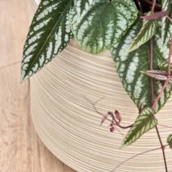 Dune Darcy Planter - Oat 22 Dune Darcy Planter - Oat -Plant Promotion Store Dune Darcy Oat Close Up 2