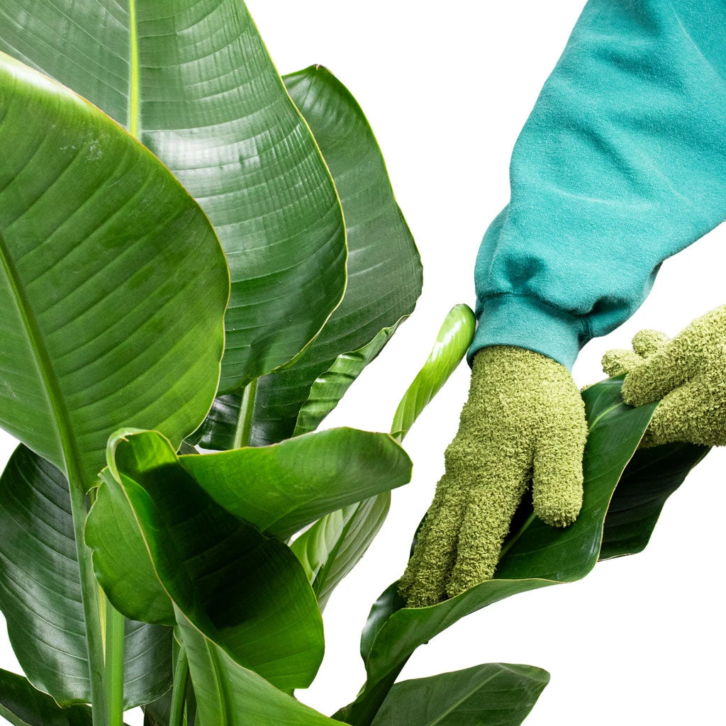 Plant Dust Gloves - Green 6 Plant Dust Gloves - Green - Image 4