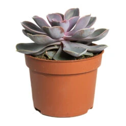 Echeveria Perle Von Nurnberg 15 Echeveria Perle Von Nurnberg -Plant Promotion Store Echeveria Perle Von Nurnberg 10.5cm