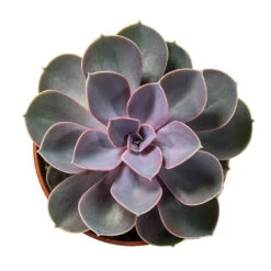 Echeveria Perle Von Nurnberg 18 Echeveria Perle Von Nurnberg -Plant Promotion Store Echeveria Perle Von Nurnberg 10.5cm Above