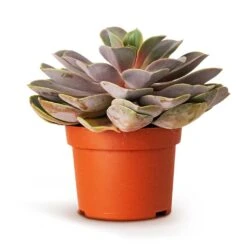 Echeveria Perle Von Nurnberg 17 Echeveria Perle Von Nurnberg -Plant Promotion Store Echeveria Perle Von Nurnberg 10.5x14cm