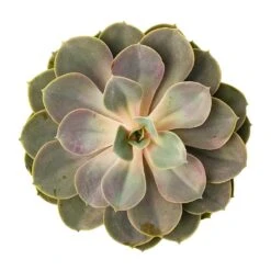Echeveria Perle Von Nurnberg 14 Echeveria Perle Von Nurnberg -Plant Promotion Store Echeveria Perle Von Nurnberg 10.5x14cm BirdsEye