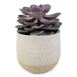 Echeveria Perle Von Nurnberg 16 Echeveria Perle Von Nurnberg -Plant Promotion Store Echeveria Perle Von Nurnberg 10.5x14cm Iris Plant Pot Sand 14x12cm