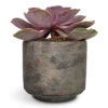 Echeveria Perle Von Nurnberg 2 Echeveria Perle Von Nurnberg -Plant Promotion Store Echeveria Perle Von Nurnberg 10.5x14cm Saar Plant Pot Earth Cement 12x11cm
