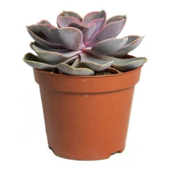 Echeveria Perle Von Nurnberg 13 Echeveria Perle Von Nurnberg -Plant Promotion Store Echeveria Perle Von Nurnberg 8.5cm