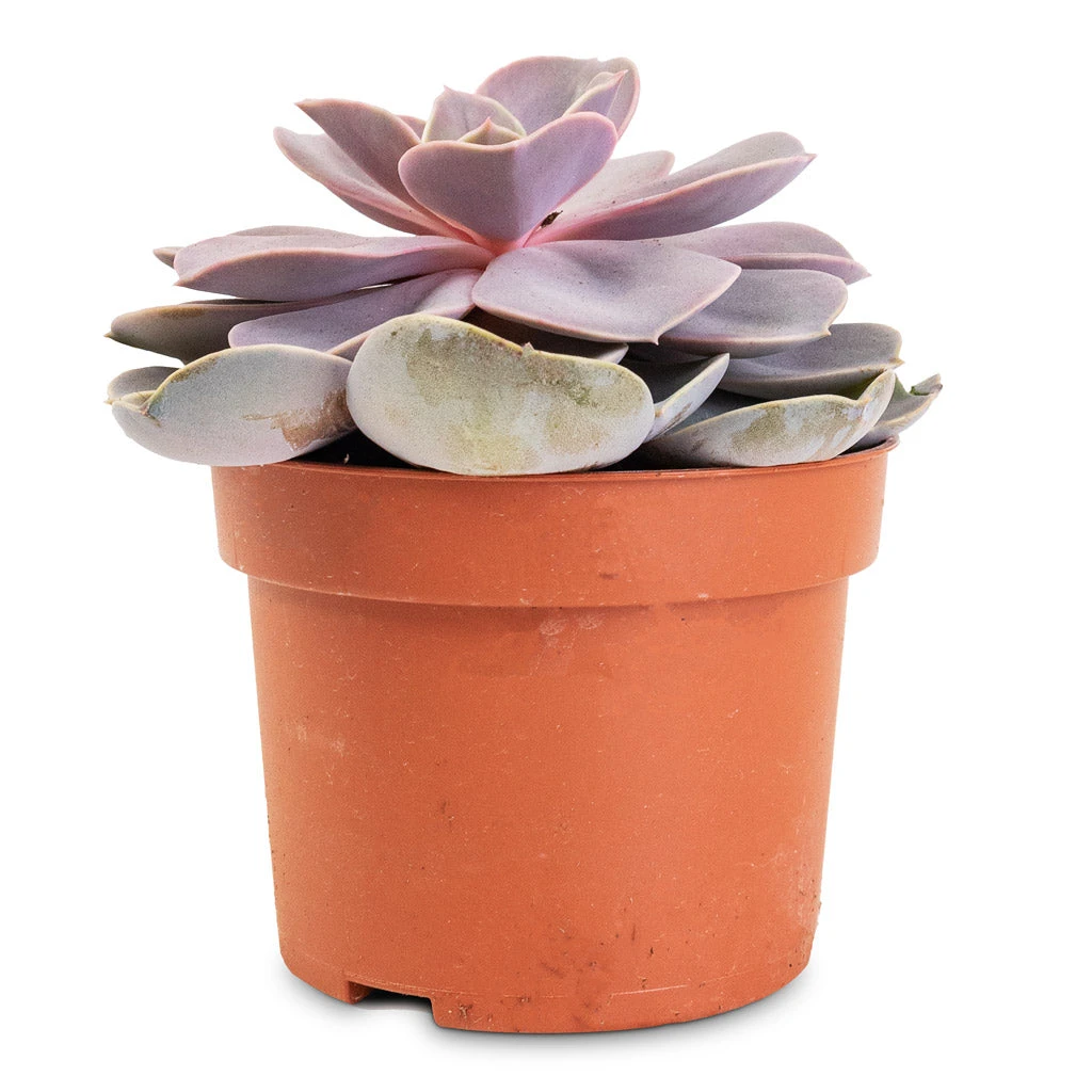 Echeveria Purple Pearl 9 Echeveria Purple Pearl - Image 7
