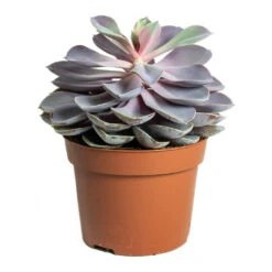 Echeveria Purple Pearl 12 Echeveria Purple Pearl -Plant Promotion Store Echeveria Purple Pearl 12cm
