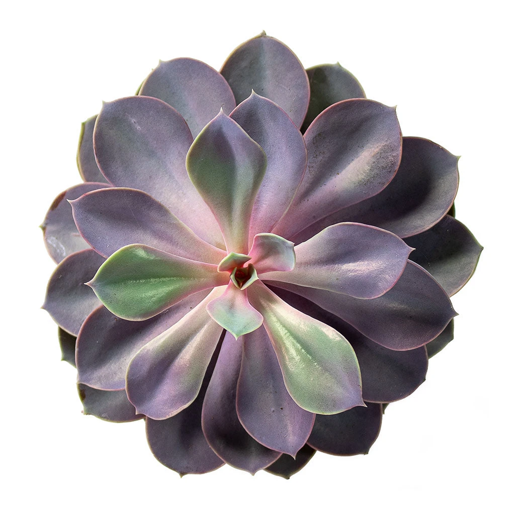 Echeveria Purple Pearl 4 Echeveria Purple Pearl - Image 2