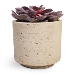Echeveria Purple Pearl 13 Echeveria Purple Pearl -Plant Promotion Store Echeveria Purple Pearl 12x15cm 12x25cm Novi Plant Pot Grey Washed 15x13.5cm a32d3654 6b7e 4729 ae4b e242aedc57ee