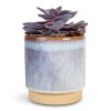 Echeveria Purple Pearl 2 Echeveria Purple Pearl -Plant Promotion Store Echeveria Purple Pearl 12x15cm Copenhagen Plant Pot Blue 13.5x14cm