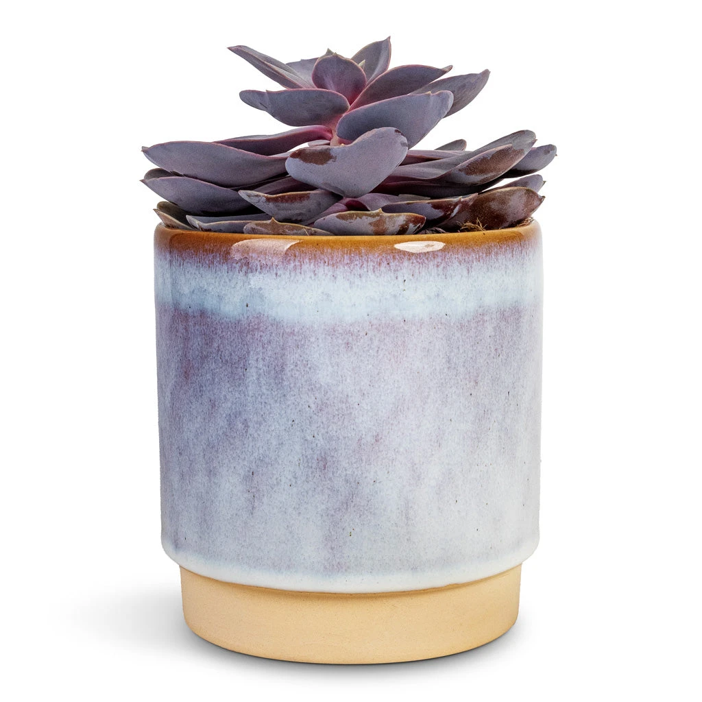 Echeveria Purple Pearl 3 Echeveria Purple Pearl