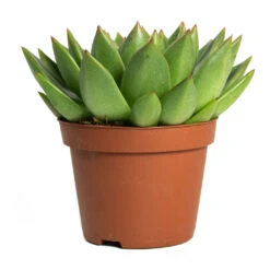 Echeveria Agavoides Miranda -Plant Promotion Store Echeveria agavoides Miranda 10.5cm