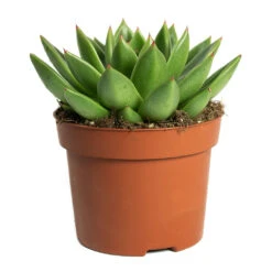 Echeveria Agavoides Miranda -Plant Promotion Store Echeveria agavoides Miranda 12cm