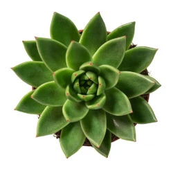 Echeveria Agavoides Miranda -Plant Promotion Store Echeveria agavoides Miranda 12cm Above