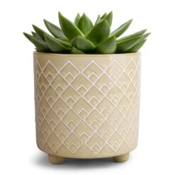 Echeveria Agavoides Miranda -Plant Promotion Store Echeveria agavoides Miranda 12x15cm Bilbao Plant Pot Pale Jade 14x14cm 9b5a79bd 084a 40bb b775 ef422af6e582